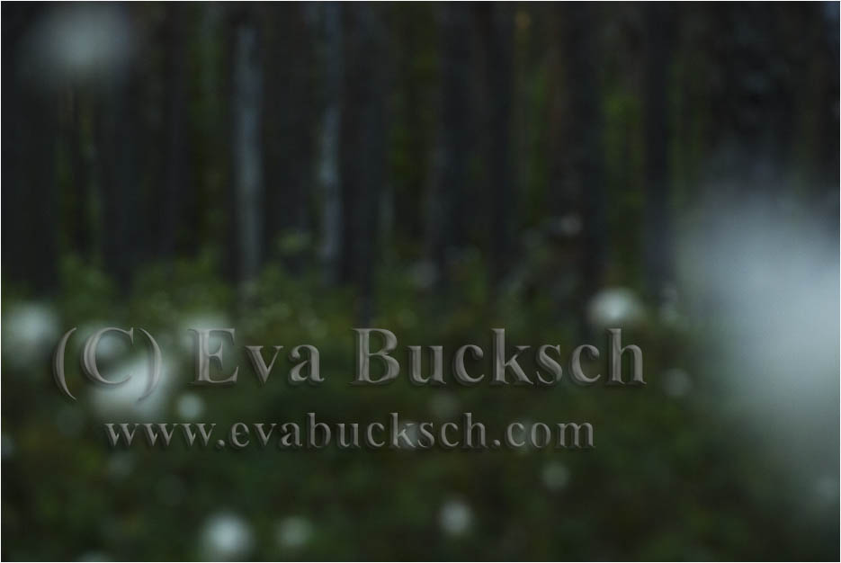 Foto av Eva Bucksch