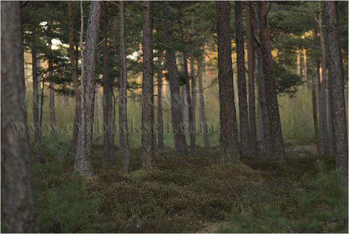 I skymningsland - foto av Eva Bucksch