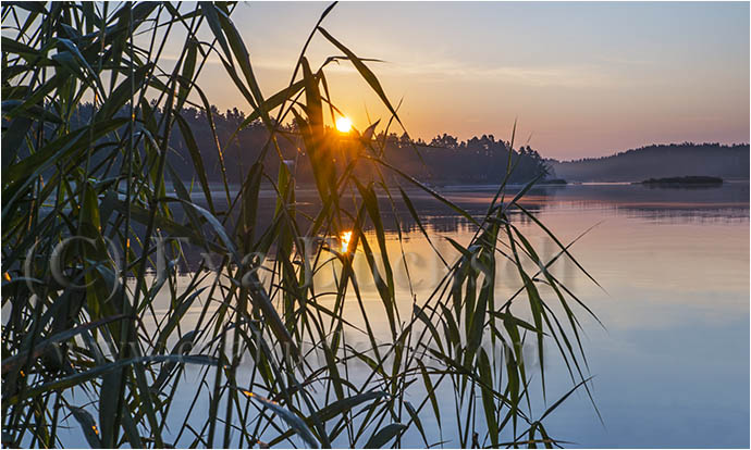 Juligryning - foto av Eva Bucksch