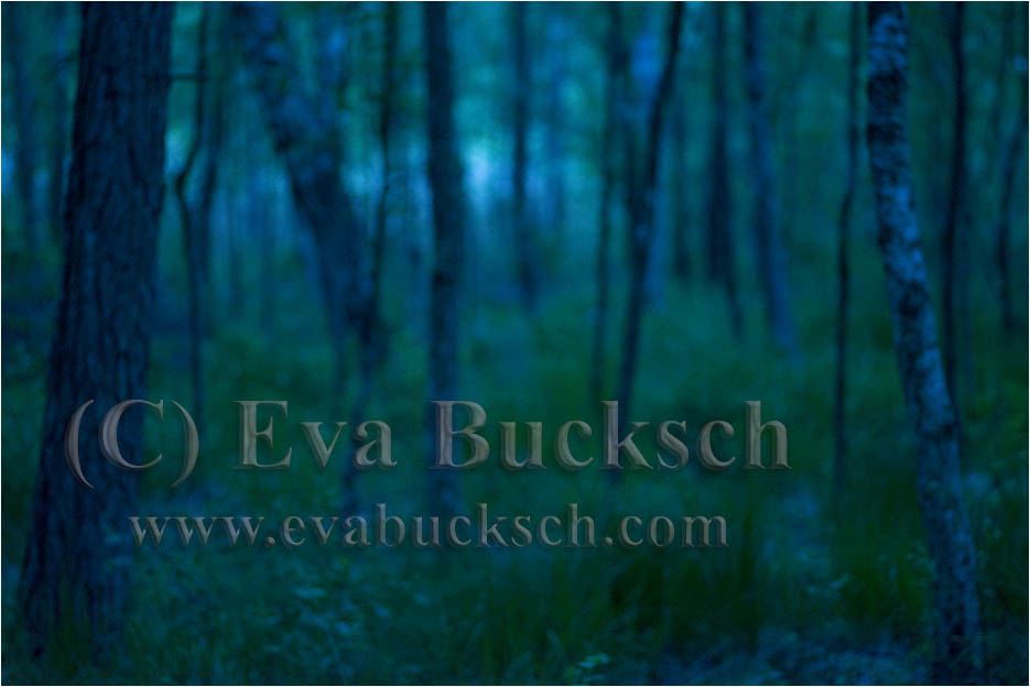 Foto av Eva Bucksch